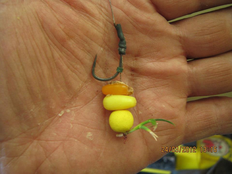 Diverse pescuit - 2851274705763529654661608449224n.jpg